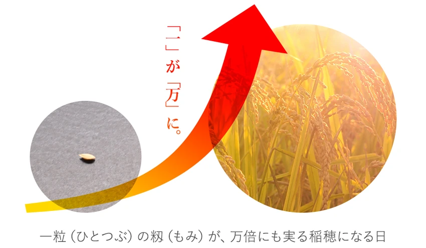 一粒万倍日（いちりゅうまんばいび）についての紹介。1粒が万の稲穂に倍化することを願い日のこと。