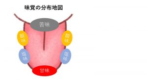 味覚の分布図、舌の先端は甘味、舌の両サイドは、手前から塩味、酸味、舌の奥は苦味